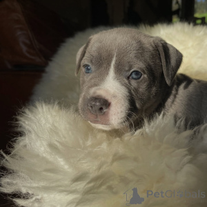 Zdjęcie №3. Champion Bloodline Staffy Szczenięta Niebieskie i Pręgowane Staffordshire Bull. Republika Czeska