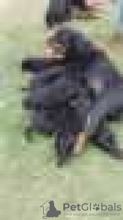 Zdjęcie №2 do zapowiedźy № 128433 na sprzedaż  rottweiler - wkupić się Niemcy hodowca