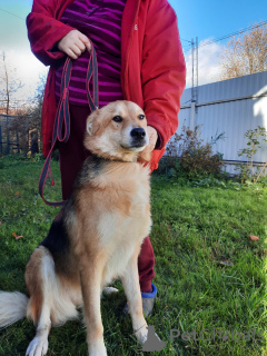 Zdjęcie №1. pies nierasowy - na sprzedaż w Petersburg | Bezpłatny | Zapowiedź №59928