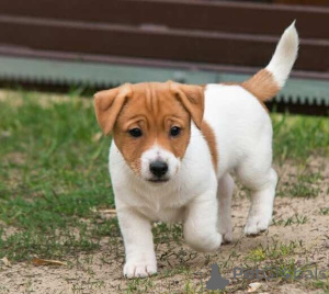 Zdjęcie №1. jack russell terrier - na sprzedaż w Palma | negocjowane | Zapowiedź №169892