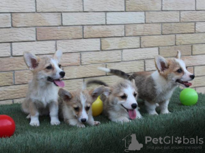 Dodatkowe zdjęcia: Szczenięta Welsh Corgi Pembroke