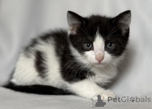 Zdjęcie №3. Kocięta szukają domu.. Federacja Rosyjska