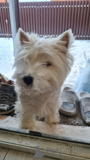 Zdjęcie №3. Adoptuj dzisiaj Westie. USA