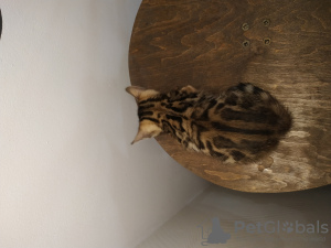 Zdjęcie №1. kot bengalski - na sprzedaż w Mińsk | 598zł | Zapowiedź № 44038