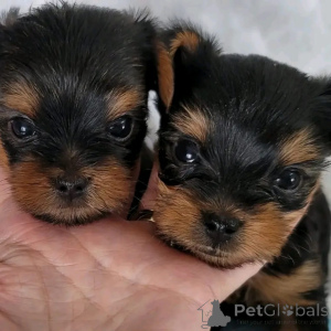 Zdjęcie №3. Prachtige Yorkshire Terrier (Yorkie) szczenięta z doskonałymi gezelschapshonden. Belgia
