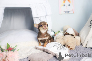 Zdjęcie №3. Szczeniak Chihuahua do adopcji. USA