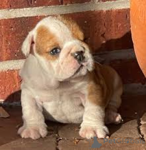Zdjęcie №3. Adorables grają w Bouledogue Anglais à vendre. Francja