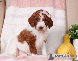 Zdjęcie №4. Sprzedam pudel (royal) w Мелвилл. hodowca - cena - negocjowane