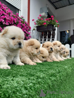 Zdjęcie №2 do zapowiedźy № 155713 na sprzedaż  chow-chow - wkupić się Serbia 