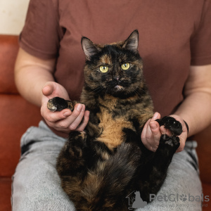 Zdjęcie №3. Cudowny kot Klava szuka rodziny!. Federacja Rosyjska