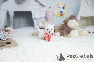 Zdjęcie №3. Szczenięta Dean Janet Kay trafiają do rodziny do adopcji i zmiany domu. USA