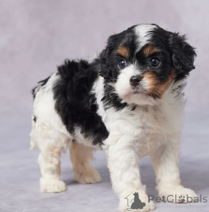 Zdjęcie №1. cavalier king charles spaniel - na sprzedaż w Dubai | negocjowane | Zapowiedź №158649