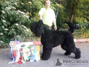 Dodatkowe zdjęcia: Szczenięta Black Russian Terrier