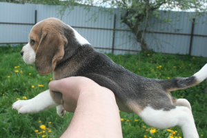 Dodatkowe zdjęcia: Szczenięta Beagle od mistrza, plan ratalny, dostawa, hodowla „Dogstyle BY”