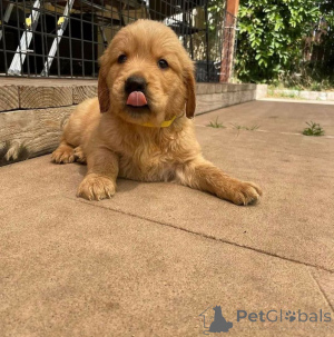 Zdjęcie №3. Hermosos cachorros Labrador Retriever listy dla nowych psów.. Hiszpania