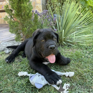 Zdjęcie №1. cane corso - na sprzedaż w Gdańsk | negocjowane | Zapowiedź №171213