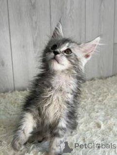 Zdjęcie №1. maine coon - na sprzedaż w Antwerpia | Bezpłatny | Zapowiedź № 165246