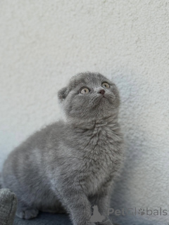 Zdjęcie №1. scottish fold - na sprzedaż w Brzek | negocjowane | Zapowiedź № 167244