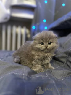 Zdjęcie №3. Ich biete 5 wunderschöne britische Kätzchen. Niemcy