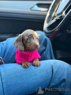 Zdjęcie №3. Jamniki wyszkolone do korzystania z toalety. USA