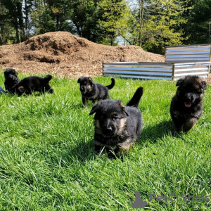 Zdjęcie №4. Sprzedam owczarek niemiecki w Berlin. hodowca - cena - negocjowane