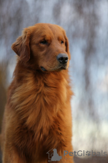 Dodatkowe zdjęcia: GOLDEN RETRIEVER-złote i ciemnozłote szczenięta,ZKwP, po championach,tata-typ