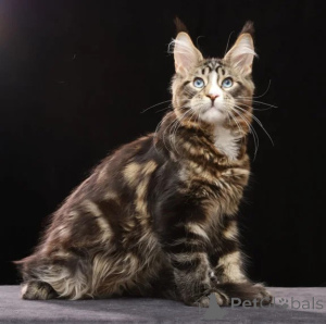 Zdjęcie №1. maine coon - na sprzedaż w Edingen-Neckarhausen | 1674zł | Zapowiedź № 176684