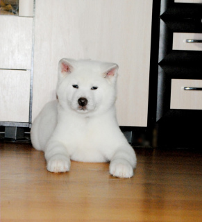 Zdjęcie №1. akita (rasa psa) - na sprzedaż w Москва | Negocjowane | Zapowiedź №4942