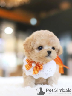 Zdjęcie №3. Dean Janet Kay Puppies House. USA