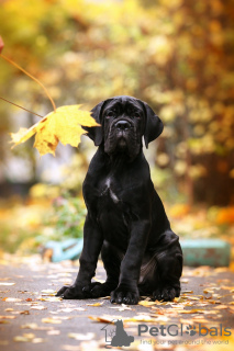 Dodatkowe zdjęcia: Szczenięta włoskiego Cane Corso