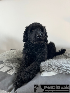 Zdjęcie №3. Pies do dania. Francja