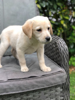 Zdjęcie №2 do zapowiedźy № 126474 na sprzedaż  labrador retriever - wkupić się Francja prywatne ogłoszenie