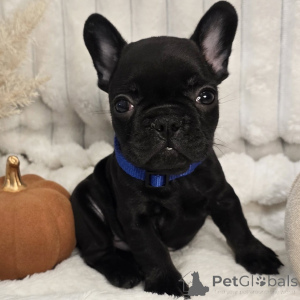 Zdjęcie №3. Poznaj Milo, małego komika, który wypełnia każdy dom śmiechem i miłością!. Szwajcaria