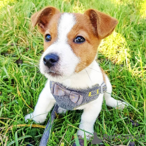 Zdjęcie №1. jack russell terrier - na sprzedaż w Stockholm | Bezpłatny | Zapowiedź №78842