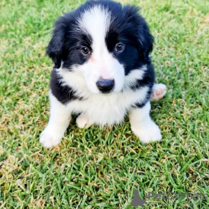 Zdjęcie №2 do zapowiedźy № 125395 na sprzedaż  border collie - wkupić się Niemcy 