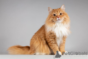 Zdjęcie №1.  - na sprzedaż w Khimki | Bezpłatny | Zapowiedź № 165911