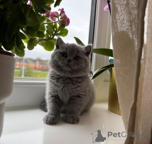 Zdjęcie №4. Sprzedam kot brytyjski krótkowłosy w Zug. prywatne ogłoszenie - cena - Bezpłatny