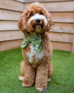 Zdjęcie №1. labradoodle - na sprzedaż w Beromünster | 4066zł | Zapowiedź №157668