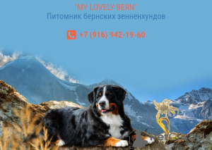 Zdjęcie №2 do zapowiedźy № 11653 na sprzedaż  berneński pies pasterski - wkupić się Federacja Rosyjska 