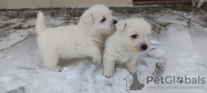 Dodatkowe zdjęcia: Sprzedam najlepsze szczenięta West Highland White Terrier