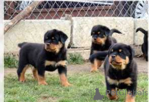 Zdjęcie №1. rottweiler - na sprzedaż w LJUBLJANA | negocjowane | Zapowiedź №175790
