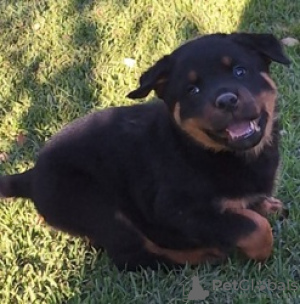 Zdjęcie №3. Isopää puhdasrotuinen rottweiler Annettavissa pentuja adoptoitavaksi. Finlandia