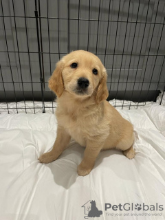 Zdjęcie №2 do zapowiedźy № 115942 na sprzedaż  golden retriever - wkupić się Niemcy 