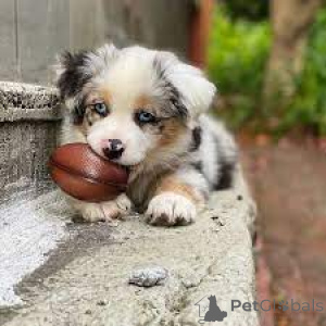 Zdjęcie №3. Australische Schäferhundwelpen zu verkaufen. Francja