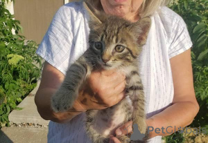 Zdjęcie №2 do zapowiedźy № 148696 na sprzedaż  scottish fold - wkupić się USA 