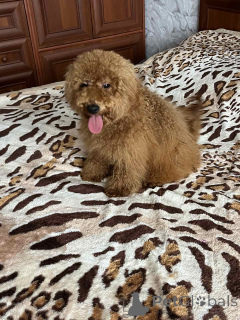 Zdjęcie №1. pudel (zabawka) - na sprzedaż w Kijów | 5740zł | Zapowiedź №157862