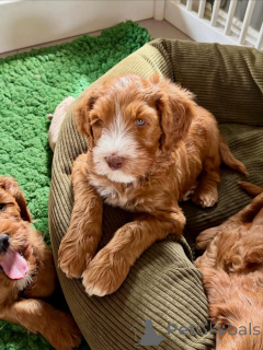 Zdjęcie №2 do zapowiedźy № 174900 na sprzedaż  labradoodle - wkupić się Francja prywatne ogłoszenie