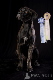 Zdjęcie №2 do zapowiedźy № 150213 na sprzedaż  cane corso - wkupić się Rumunia hodowca