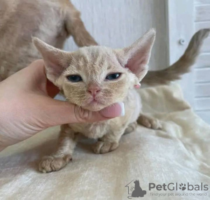 Zdjęcie №1. devon rex - na sprzedaż w Sydnej | 1256zł | Zapowiedź № 71724