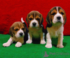 Zdjęcie №1. beagle (rasa psa) - na sprzedaż w Kazań | 2721zł | Zapowiedź №50229